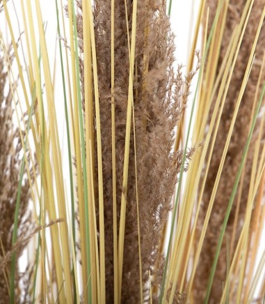 Imagen de plumeros y tallos