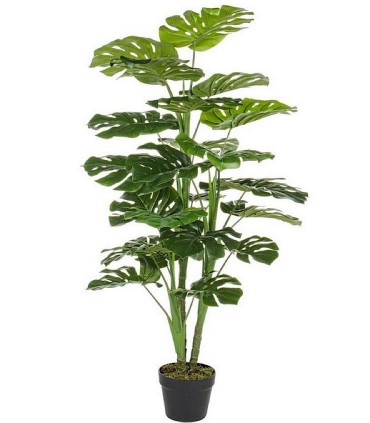 Planta Filodendro C-MAC Alto: 120cm