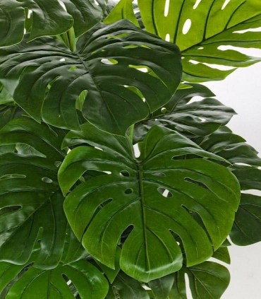 Detalle hojas Planta Filodendro C-MAC Alto: 120cm