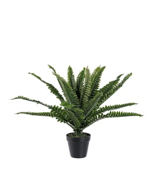 Imagen de ambiente con Planta Helecho C-MAC de 24 hojas, alto: 45cm 2