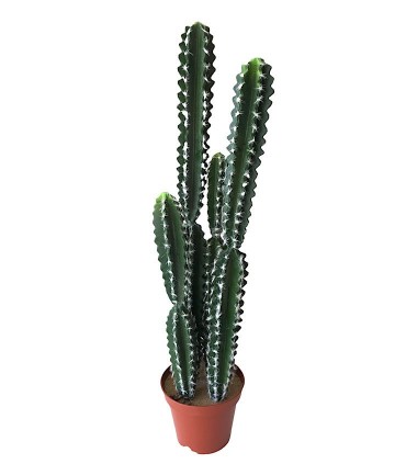 Planta Cactus Cleistocactus alto: 80cm